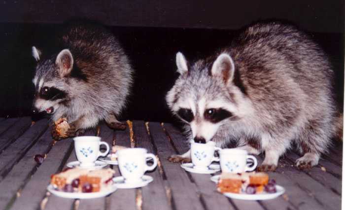 Raccoon tea party